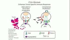 Immune Checkpoint Blockade in Cancer Therapy: New Insights, Opportunities and Prospects of Cures