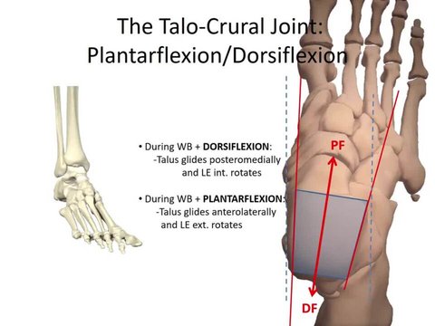 Joint Mechanics: Ankle