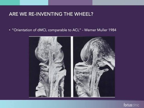MCL Anatomy