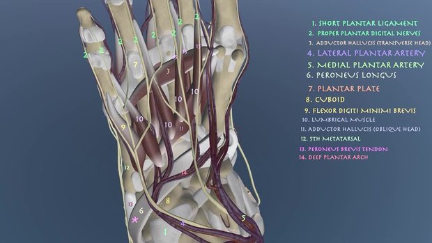 Chronic Plantar Fasciitis in a 76 Year Old Man