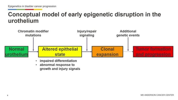 Epigenetics in Bladder Cancer Initiation and Progression: Chromatin ...